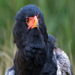 Bateleur